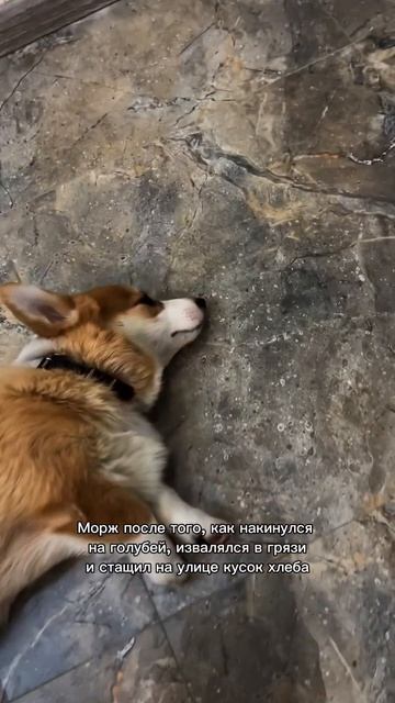 Моржик каждый день  Переходи и смотри!