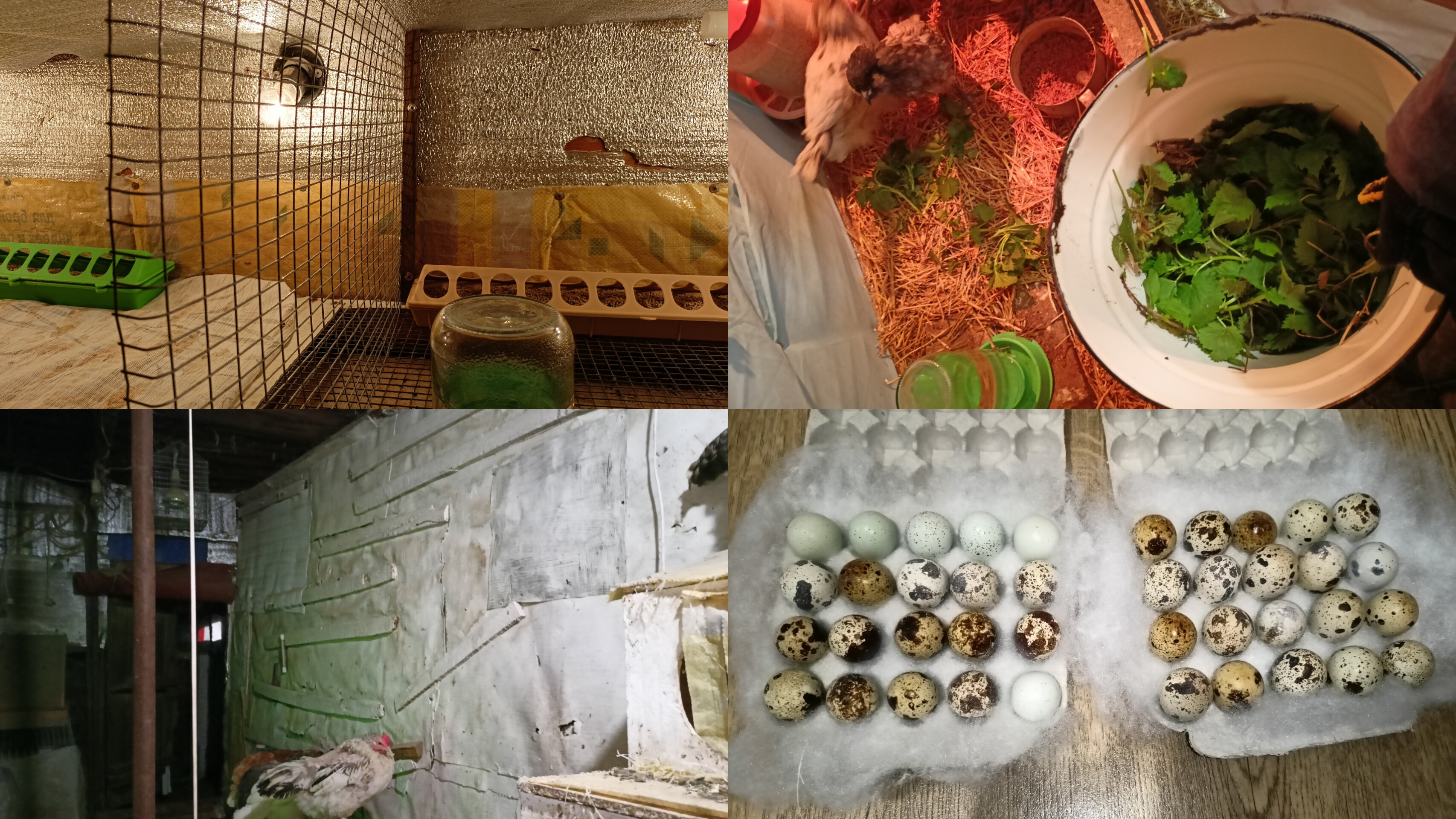 нарвала травку курочкам, уткам. Разделила брудер на 2 части. Переделала каплеуловитель