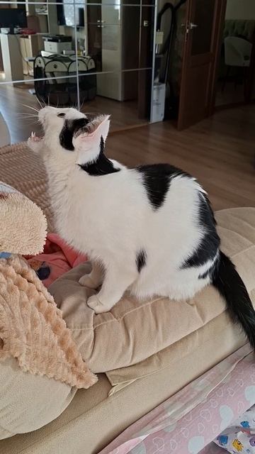 Роки клацает на солнечного зайчика