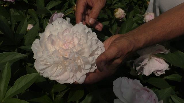 Пион Florence Ellis