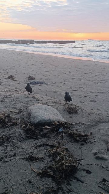 море для лосося