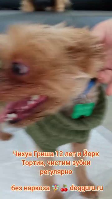 Чихуа Гриша 12 и Йорк тортик, чистим зубки регулярно