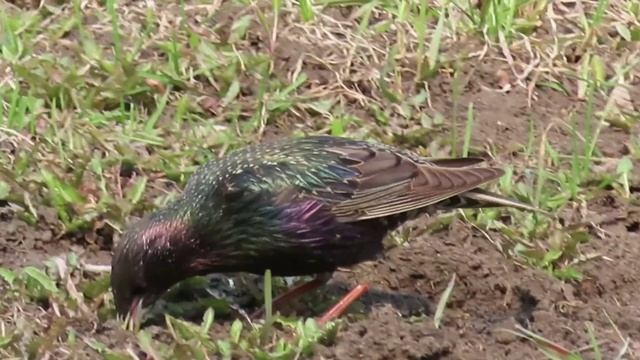 Птичье разнообразие котики и ондатра