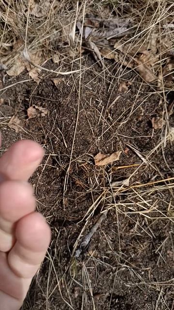 Встретил муравейник в походе