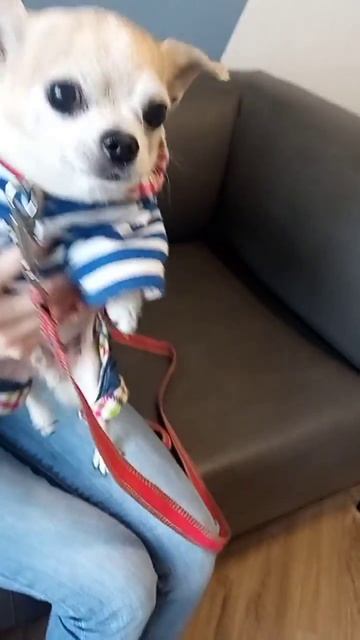 Чихуахуа Дени нам 6 лет, чистим зубки впервые, с