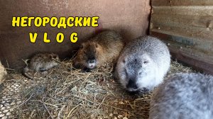 Ощенилась самочка НУТРИИ, но не та. 15.04.26