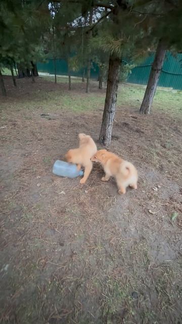 Щенки и слишком скользкая  ДОБЫЧА! Puppies And PREY That’s Too Slippery!