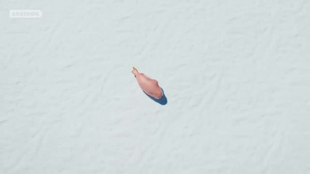 Морские Котики (SEALOOK) (103)