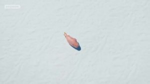 Морские Котики (SEALOOK) (103)