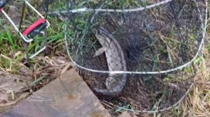 VID_20260417_105817_964