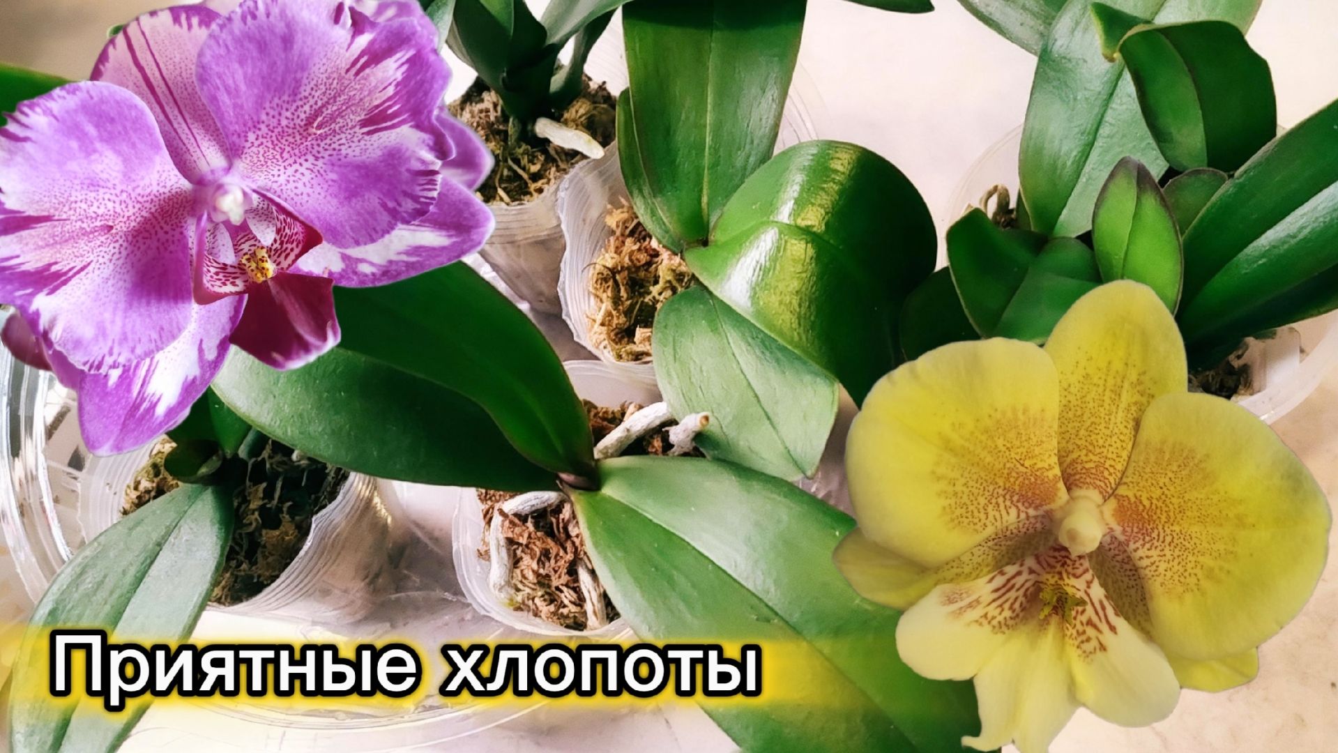 Занимаюсь Орхидеями из 3-х посылок. Расцвел Биглип -🥰❤- обломыш🤕🤪 (1)