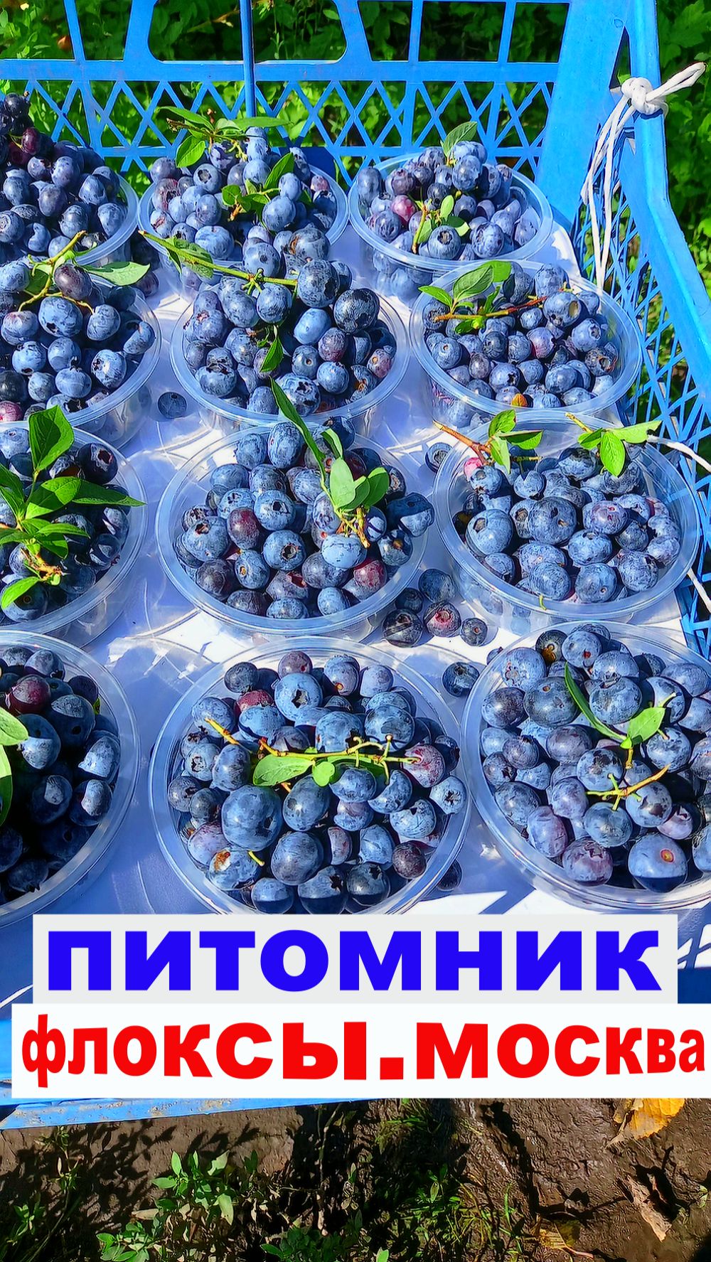 ГОЛУБИКА ДЕНИС БЛЮ высокая товарность