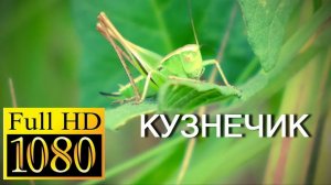 В траве сидел кузнечик