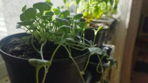 Обзор моей рассады и красавица дихондра!!!