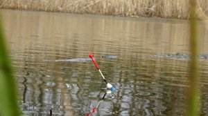 Рыбалка 16 апреля на карася на поплавок на дальнем пруду - наконец то карась начинает подрастать!