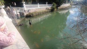 Расцвела камелия японская. Парк Южные Культуры. Сочи.