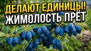 🌿 Жимолость прёт как грибы 3 секрета рекордного урожая крупной сладкой ягоды!