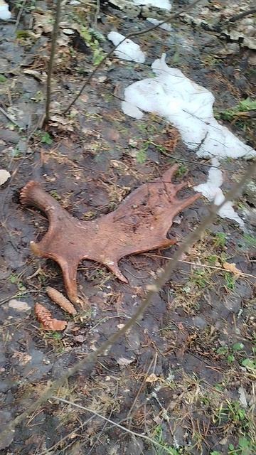 Парные рога лося. Редкая находка.