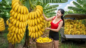 День сбора урожая в гигантском банановом саду. Продаем на рынке.