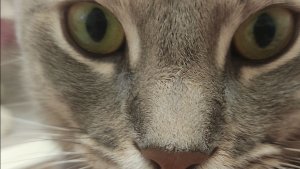 Кот не получился...Обзор на картины с художки. 😉