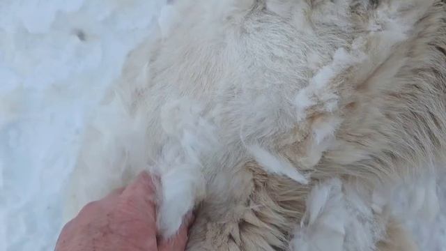 Весенья линька.