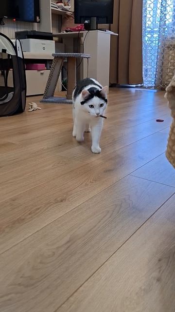 Котик Роки приносит палочку, как собачка