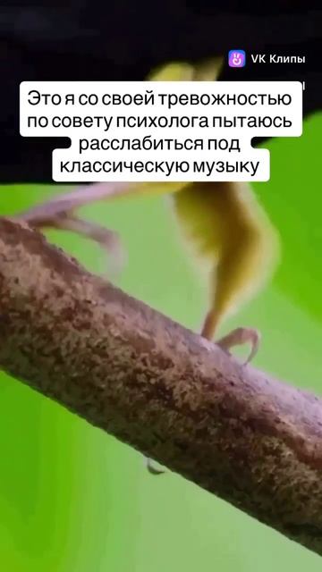 Моя тревожность 😅😆 #психология #юмор