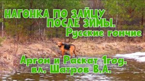 НАГОНКА ПО ЗАЙЦУ ПОСЛЕ ЗИМЫ.Русские гончие Аргон и Раскат 1год. вл. Шатров В.А.#охота #топ #hunting