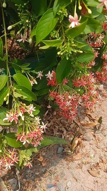 Утро в Хошимине началось не с кофе... 🐍