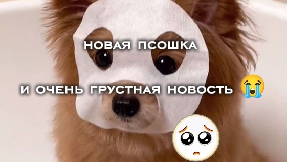 новая псошка и очень грустная новость 😭😭