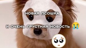 новая псошка и очень грустная новость 😭😭