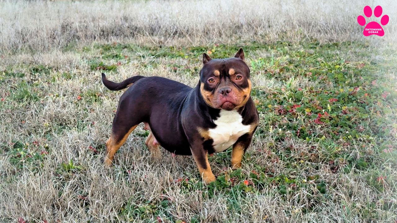 Мы скрывали её от вас! Булли моей мечты! Ждем щенков!