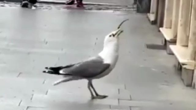 приятного аппетита 