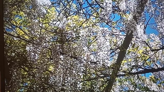 Рыма Чек- враньё на вранье и враньём погоняет