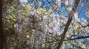 Рыма Чек- враньё на вранье и враньём погоняет