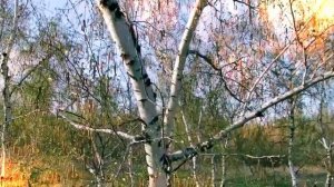 ВЕСТОЧКА ( песня для души)