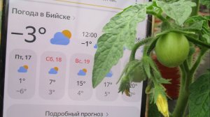 Мороз днем и ночью. Нужно еще немного потерпеть! Обзор погоды и рассады 17 апреля 2026.