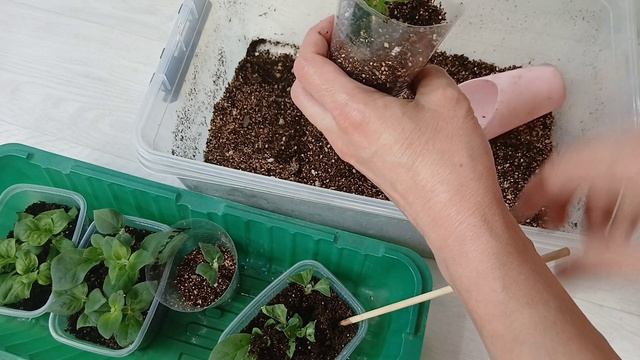17.04.2026г.Готовлю рассаду к переезду.Черенки петуний.Новые растения.
