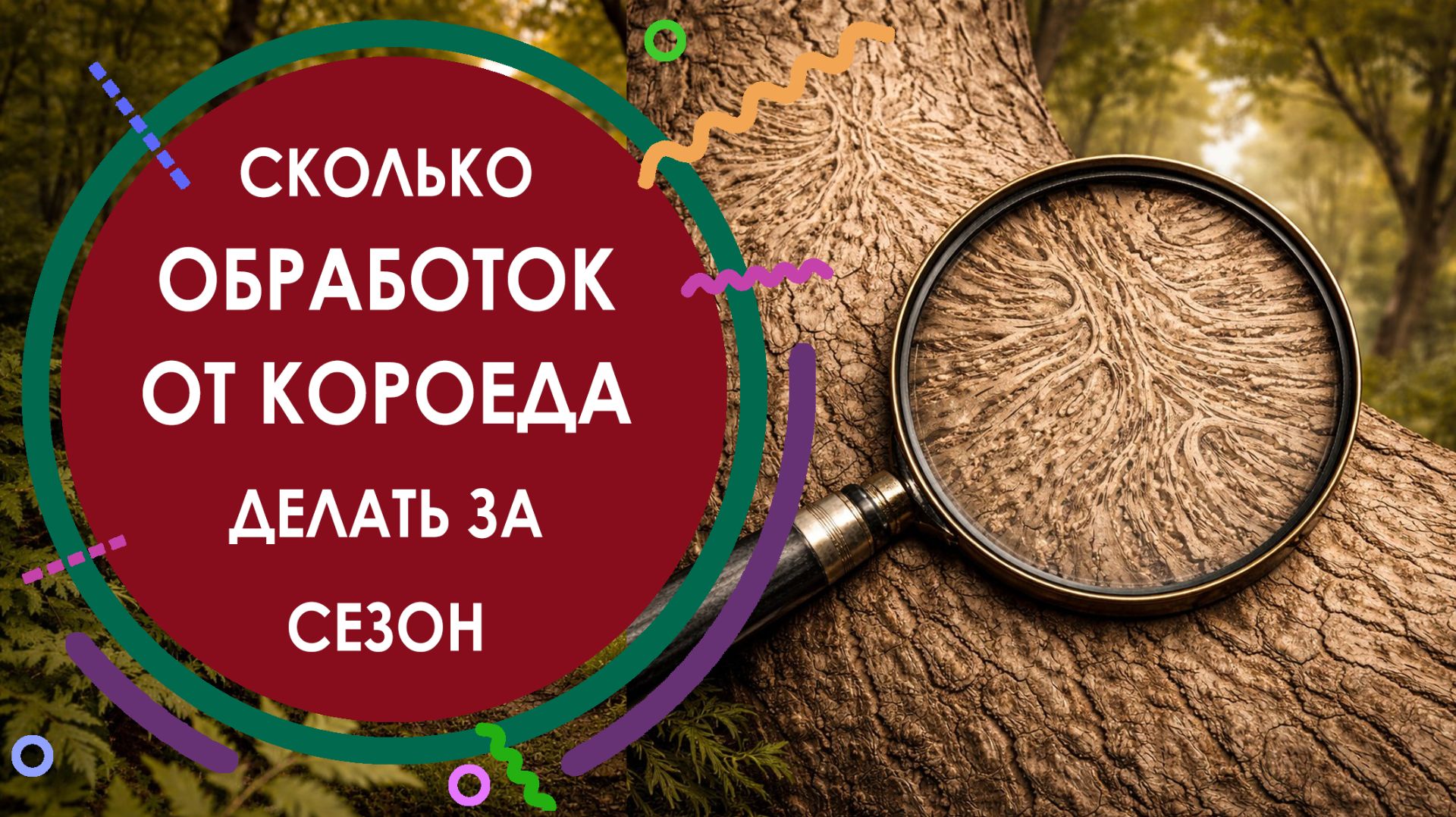СКОЛЬКО ОБРАБОТОК ОТ КОРОЕДА ДЕЛАТЬ ЗА СЕЗОН