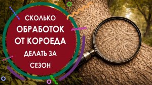 СКОЛЬКО ОБРАБОТОК ОТ КОРОЕДА ДЕЛАТЬ ЗА СЕЗОН
