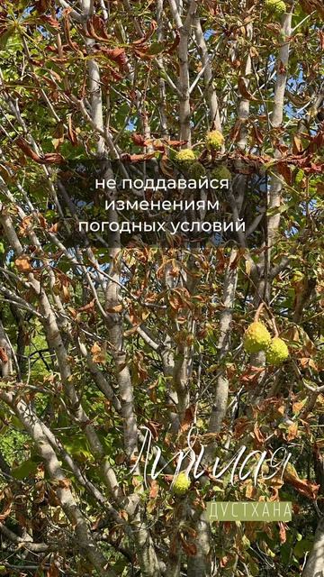 ЛУЧшая дустхана. Она есть?