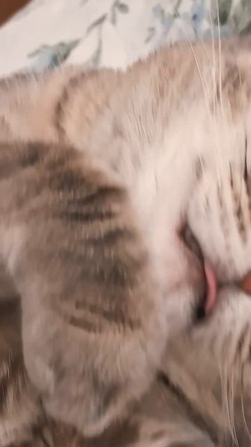 #кошкаАся #cat  #sleep #funny #catlife #catshorts