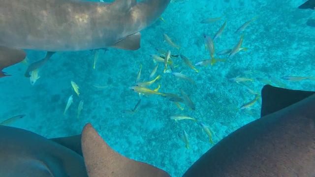 020. Акулы-Няньки