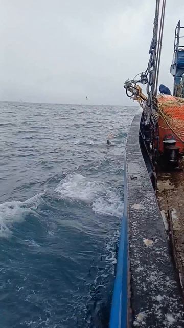 Встреча сивучей в море @МУЖСКОЙ
БЛОГ ДЛЯ ВСЕХ #сивучи #море