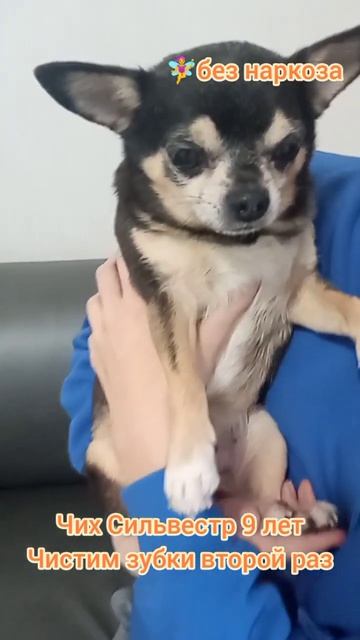 Чих Сильвестр 9 лет. Чистим зубки второй раз  собака животные