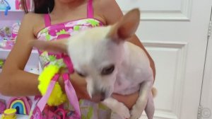 Nastya lost her dog and other stories for kids