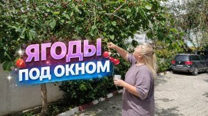 Утро в Анталии 🇹🇷 собираем шелковицу и моем машину #влог