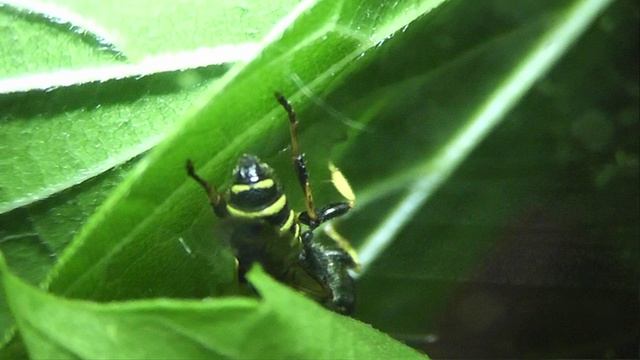 ИНСЕКТАРИЙ: 459. Церцерис Песчаная (Cerceris Arenaria) 2V