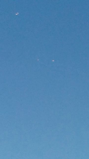 николаевские голуби.