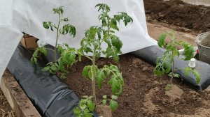 17.04.26 Что я натворила с рассадой томатов? Кто не рискует,тот...